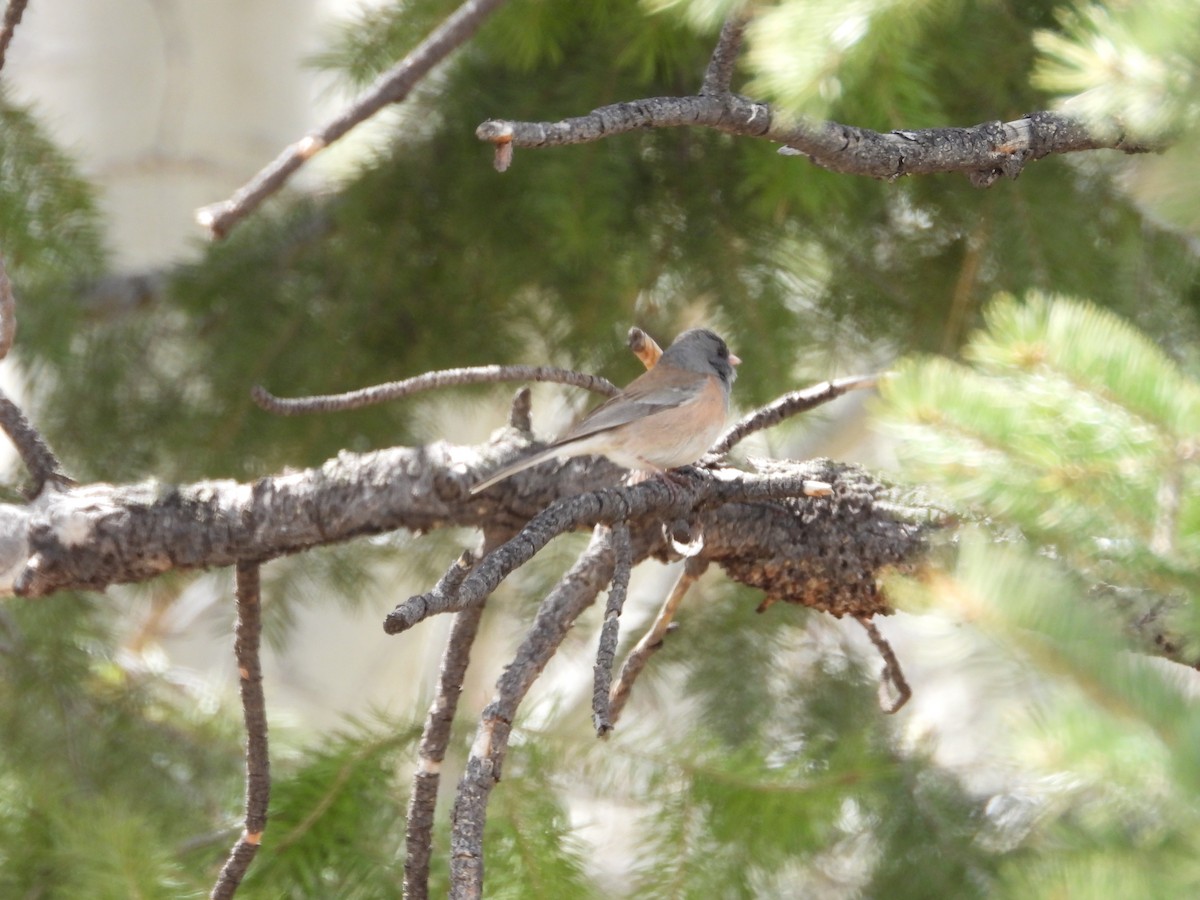 Dark-eyed Junco (Pink-sided) - Maura Powers