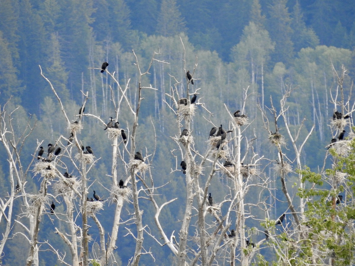 Double-crested Cormorant - Sachi Snively