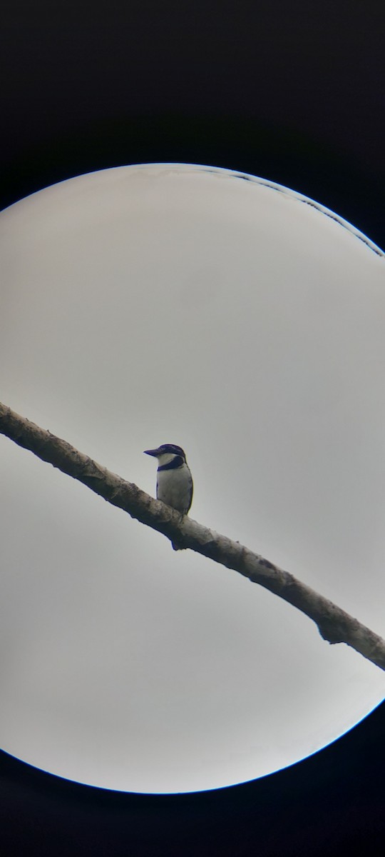 Pied Puffbird - ML619649689