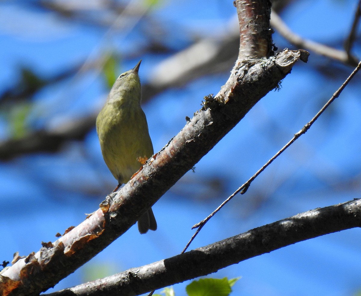 Orange-crowned Warbler - Jules-Alex Banville