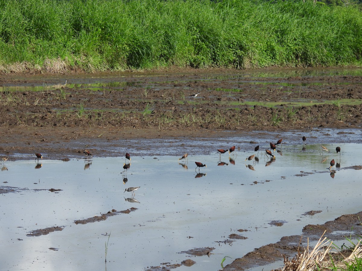 Northern Jacana - Elida Valdés