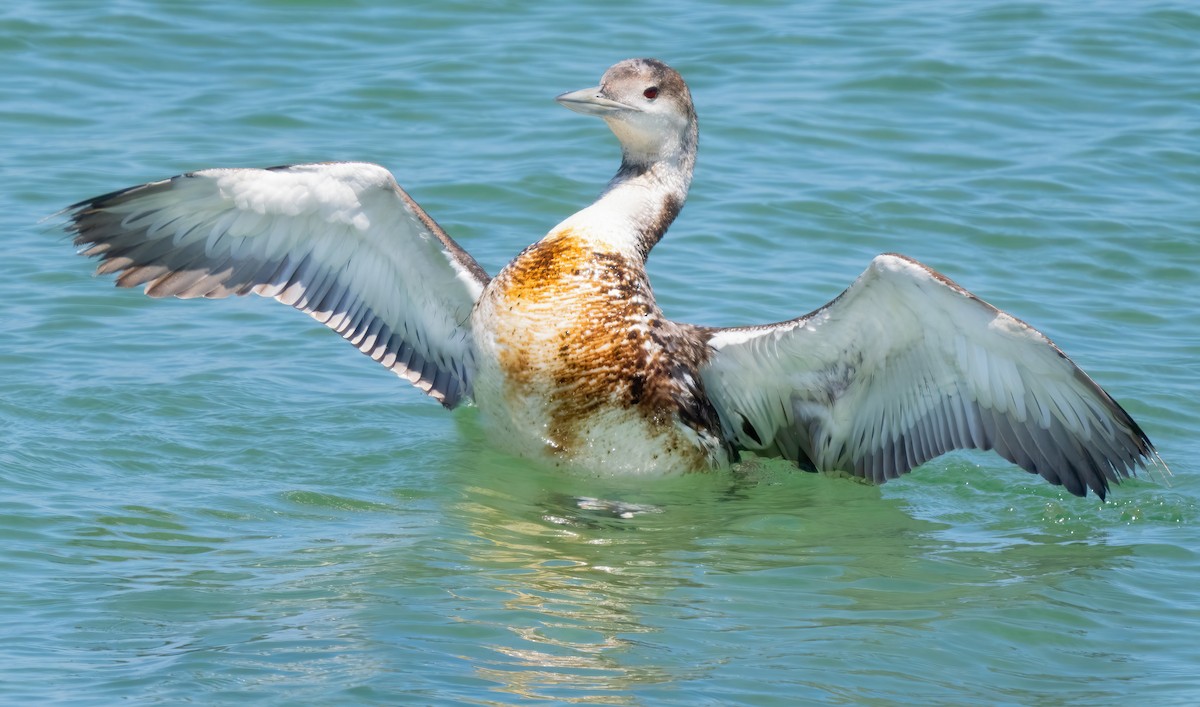 loon sp. - Mark Chappell