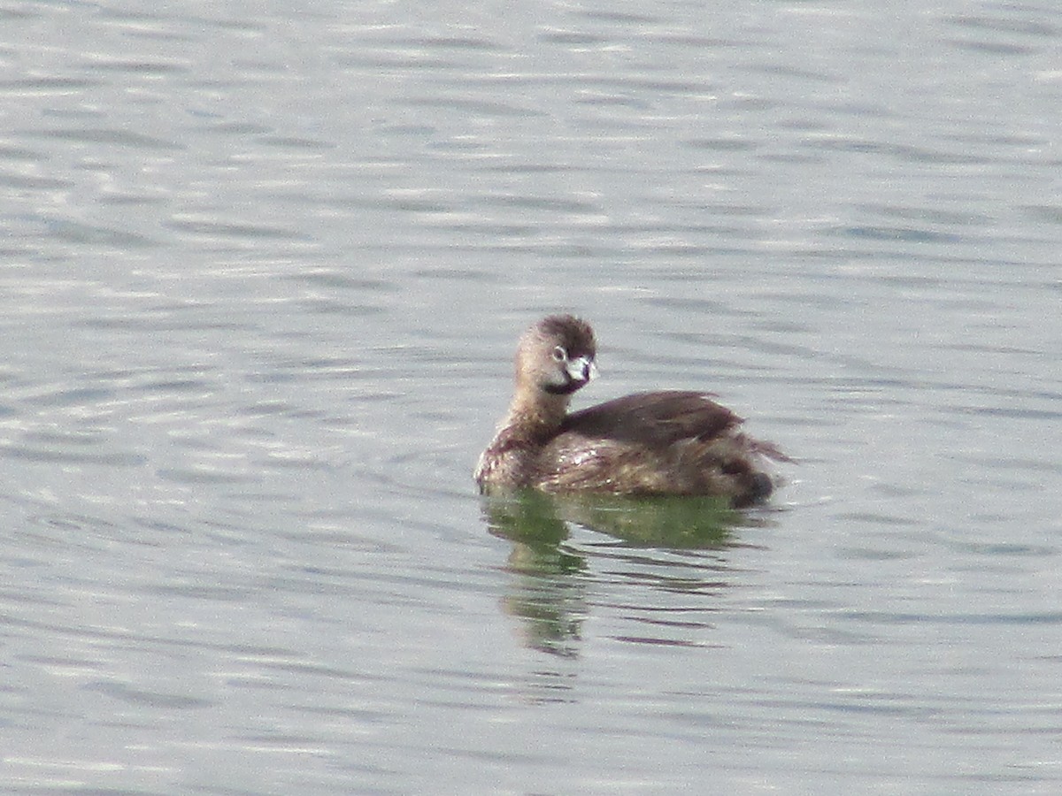 Pied-billed Grebe - Felice  Lyons