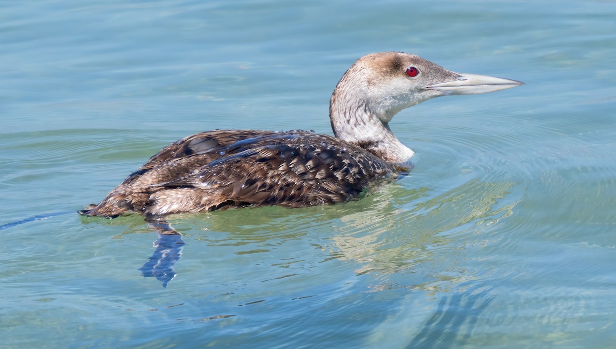 loon sp. - Mark Chappell