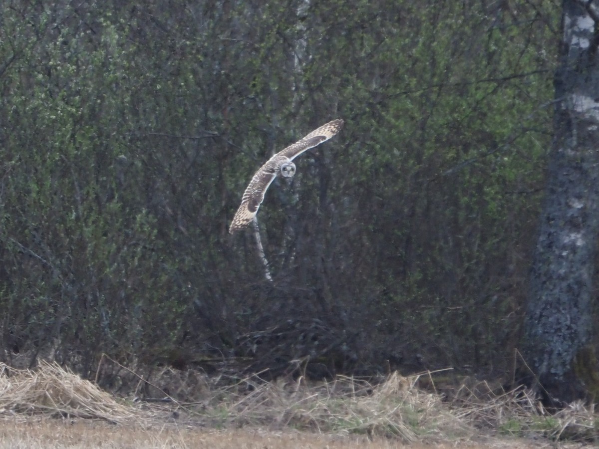 Short-eared Owl - Richard Kaskan