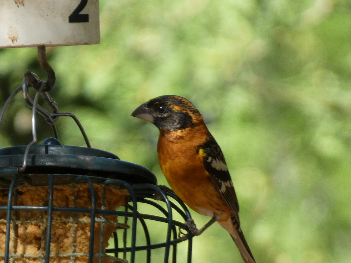 Black-headed Grosbeak - Andrea Duran