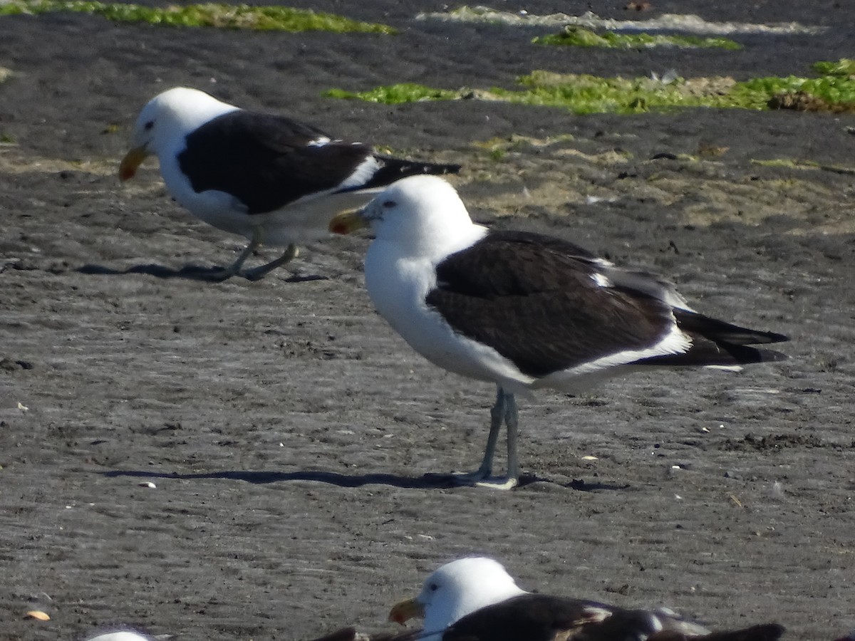 Kelp Gull - José Ignacio Catalán Ruiz