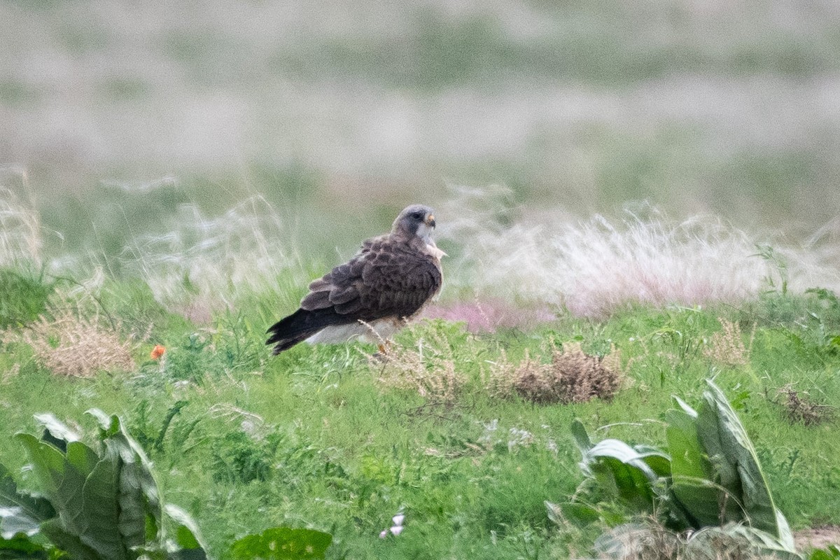 Swainson's Hawk - Liz Klinger