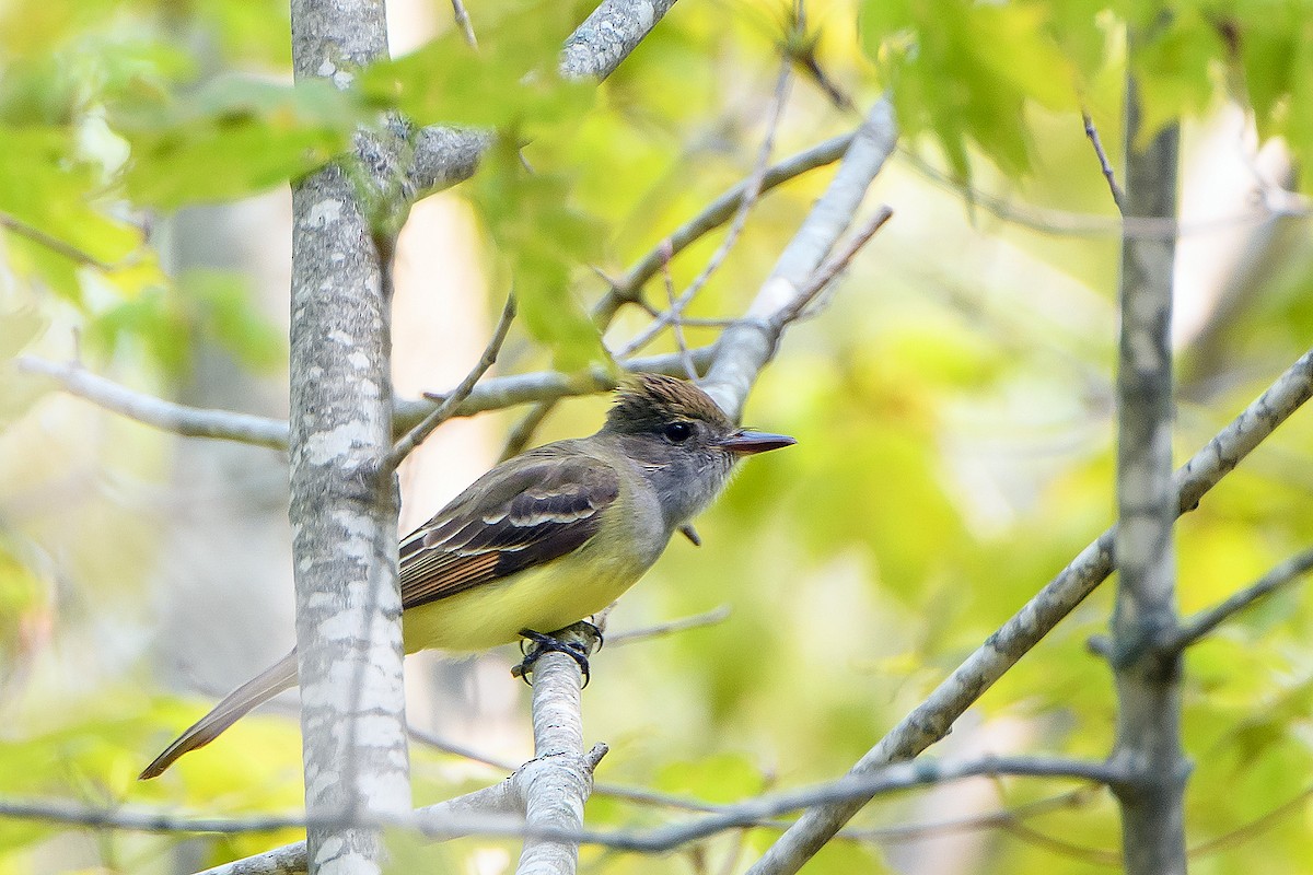 Great Crested Flycatcher - Naseem Reza