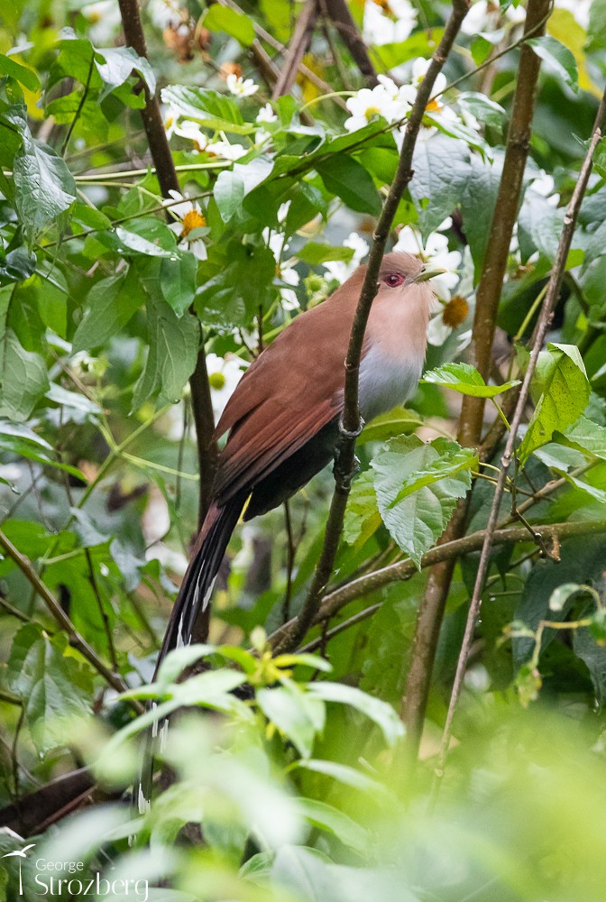 Squirrel Cuckoo - George Strozberg