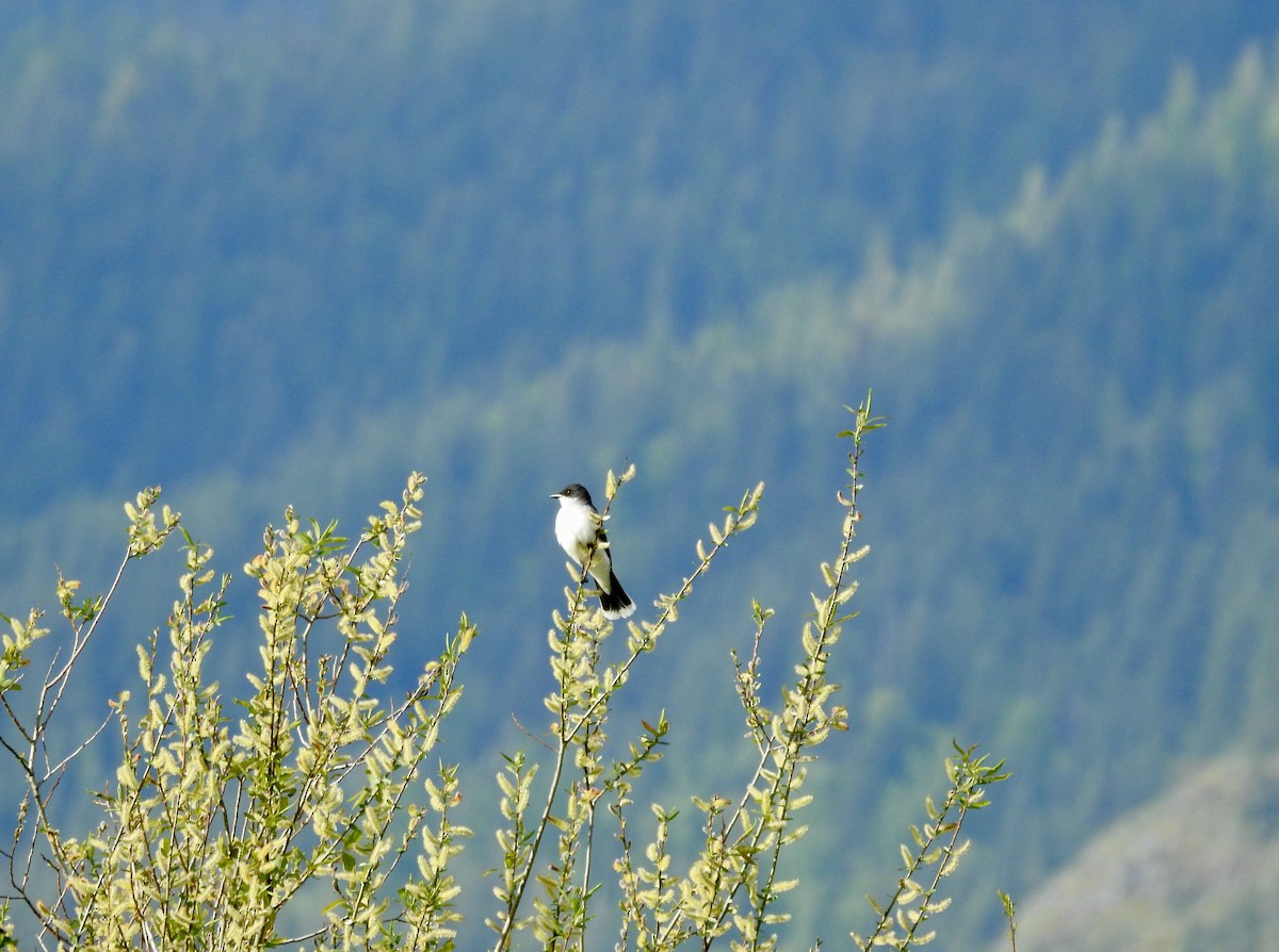 Eastern Kingbird - ML619649729