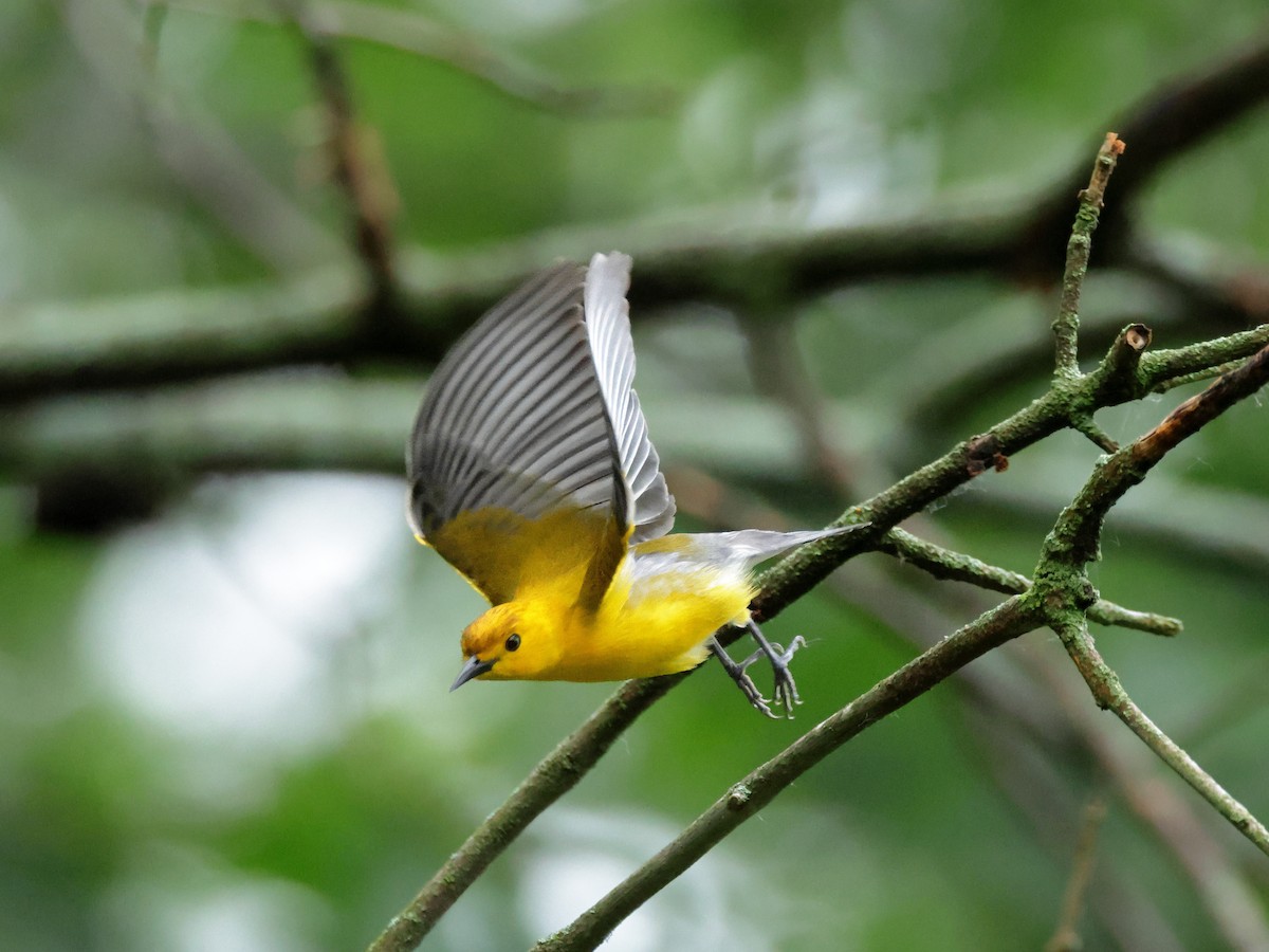 Prothonotary Warbler - Charlie Arp