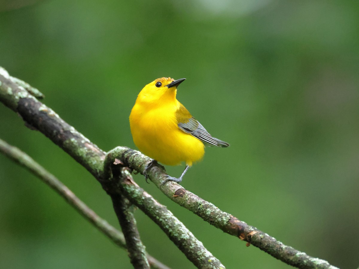 Prothonotary Warbler - Charlie Arp