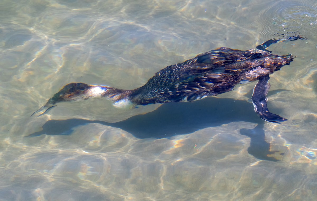 loon sp. - Mark Chappell