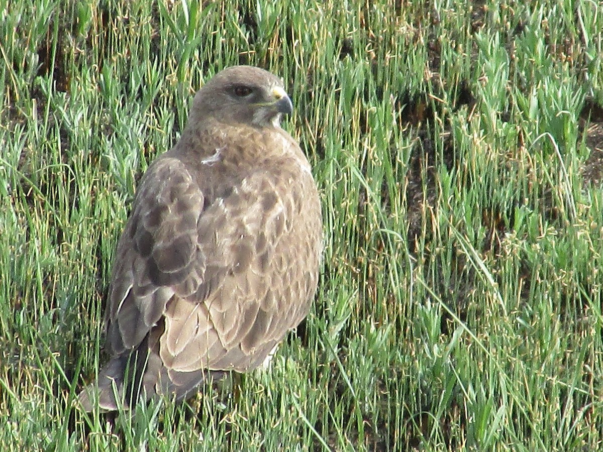 Swainson's Hawk - Felice  Lyons