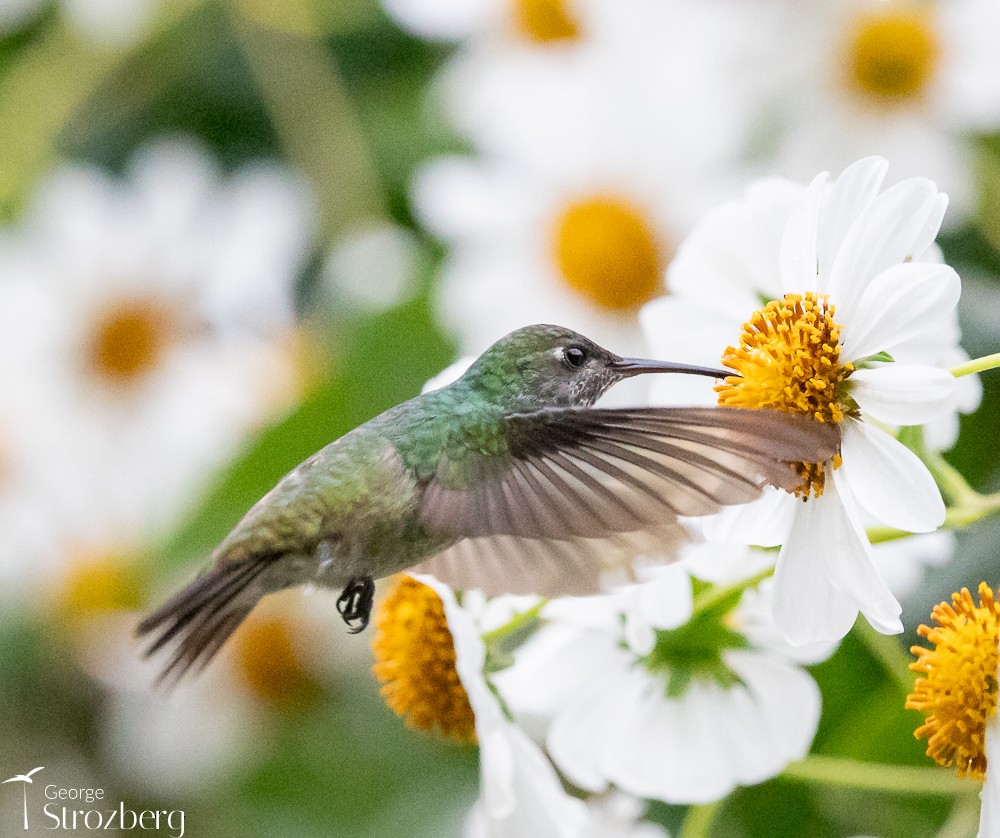 tupikolibri - ML619649750