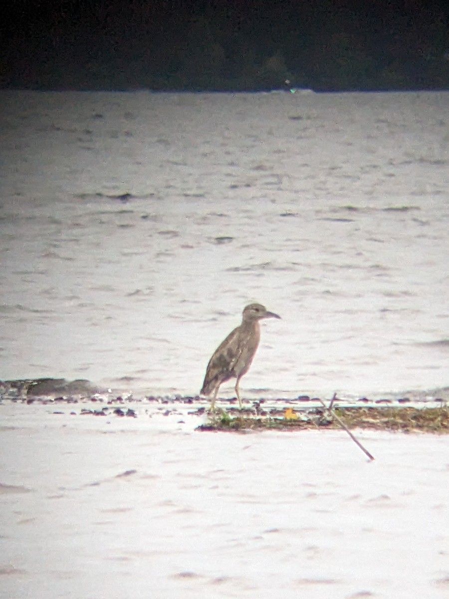 Black-crowned Night Heron - ML619649757