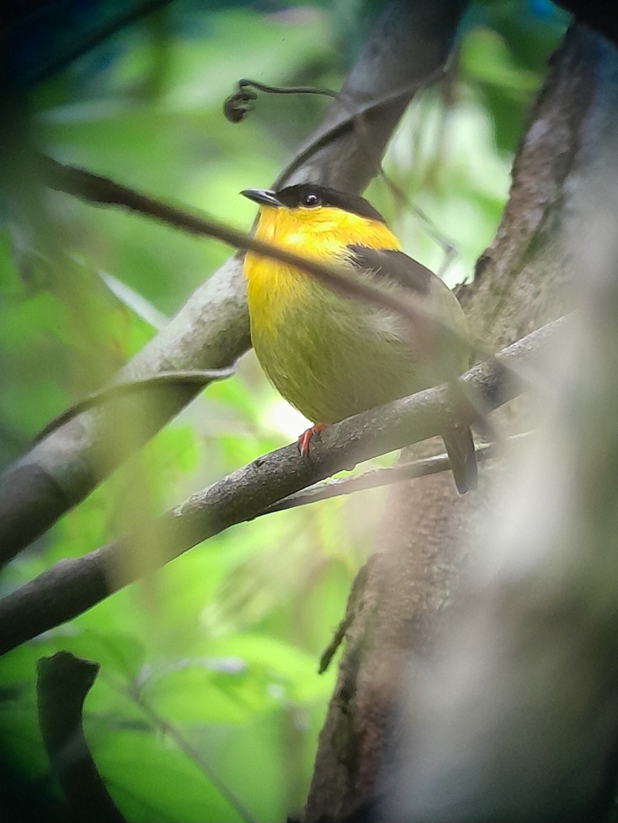 Golden-collared Manakin - ML619649759