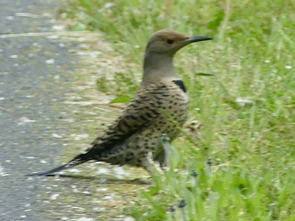 Northern Flicker (Red-shafted) - Philip Dickinson