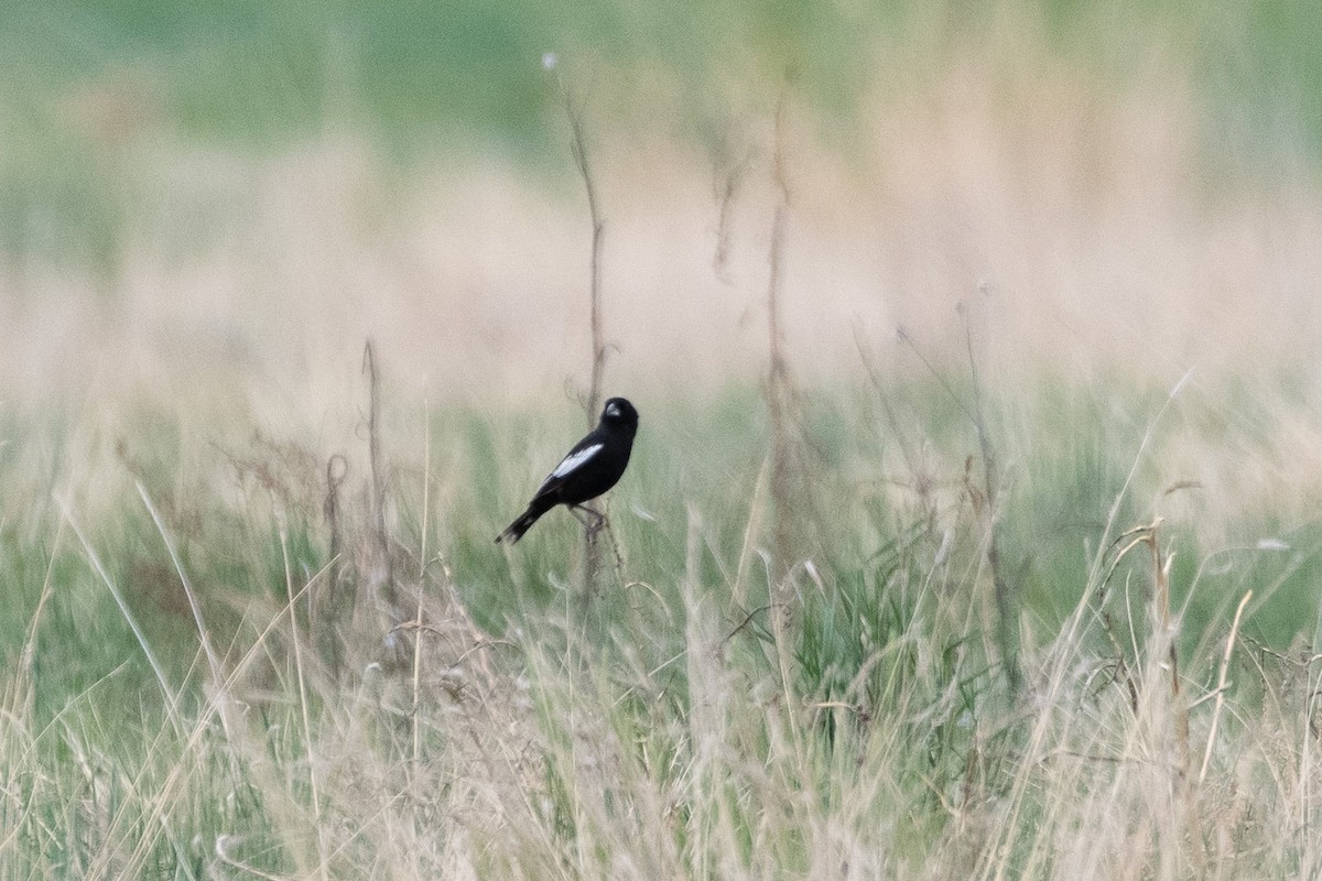 Lark Bunting - Liz Klinger