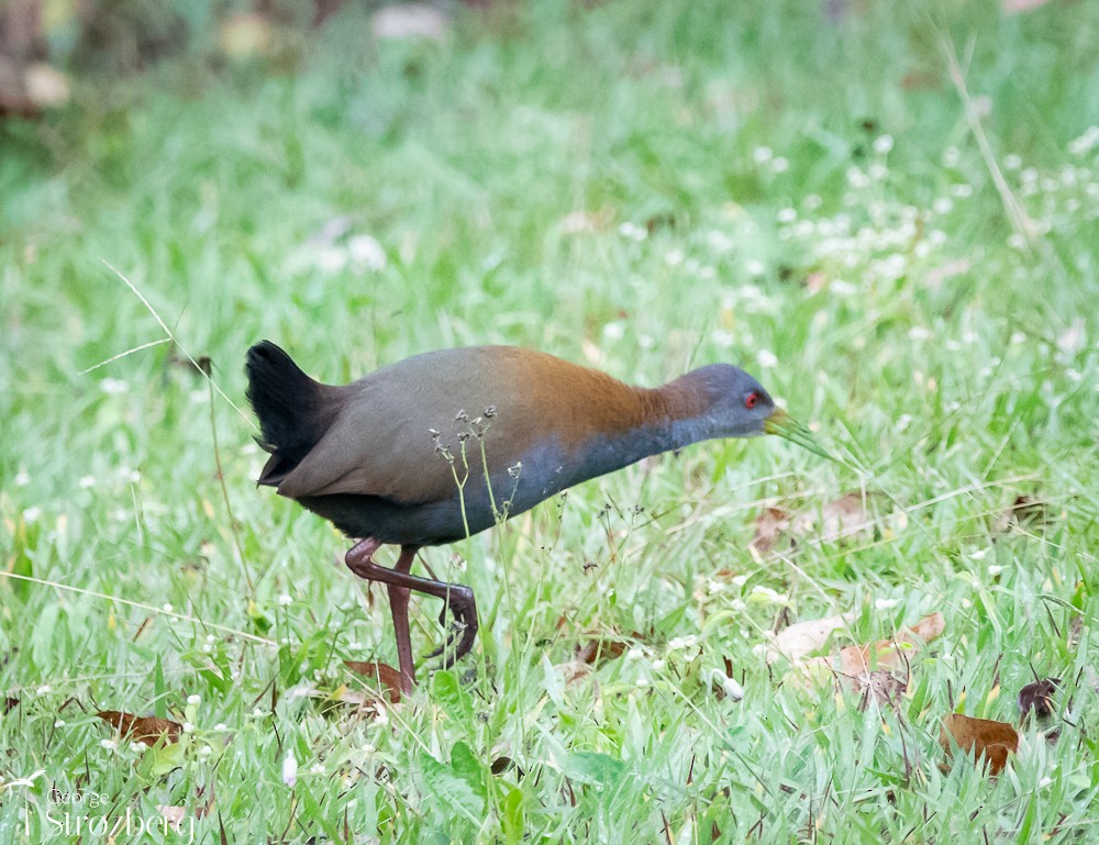 Slaty-breasted Wood-Rail - George Strozberg