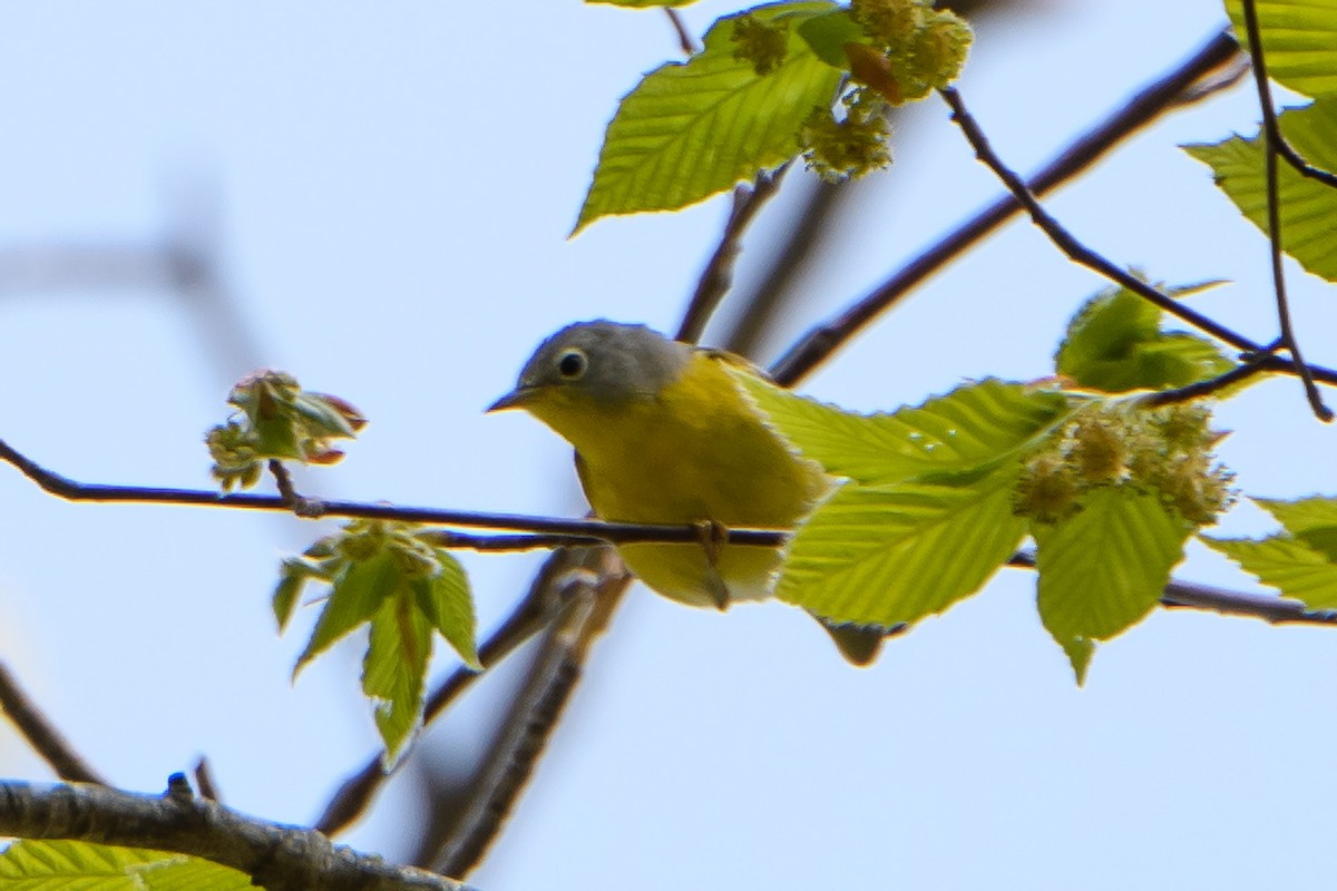 Nashville Warbler - ML619649767