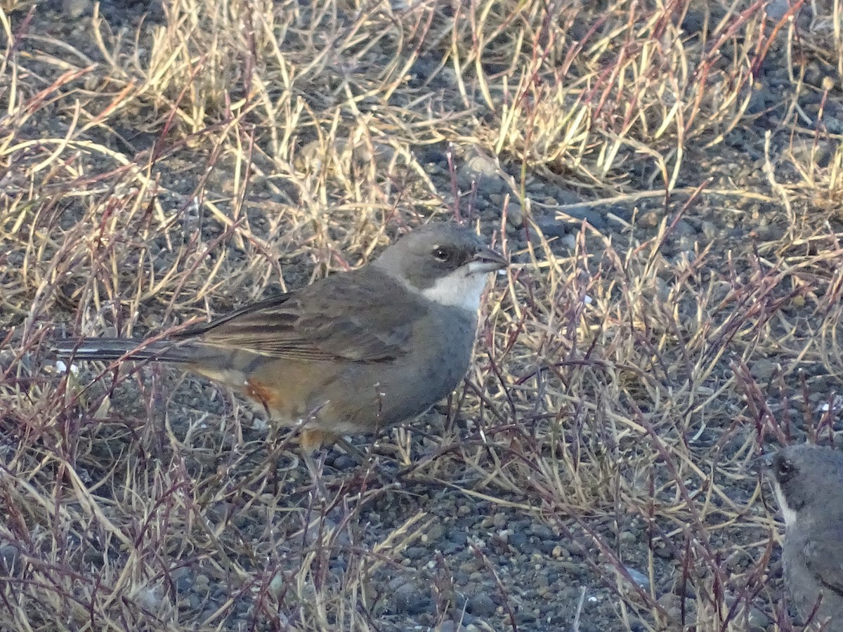 Diuca Finch - José Ignacio Catalán Ruiz