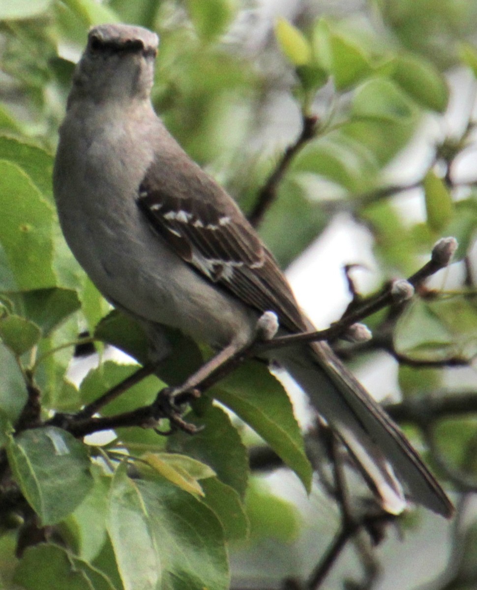 Northern Mockingbird - Samuel Harris