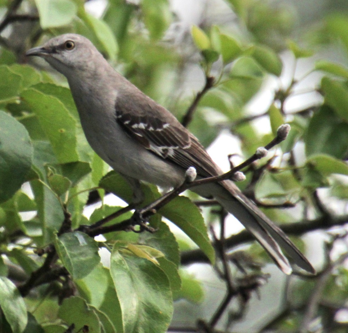 Northern Mockingbird - Samuel Harris