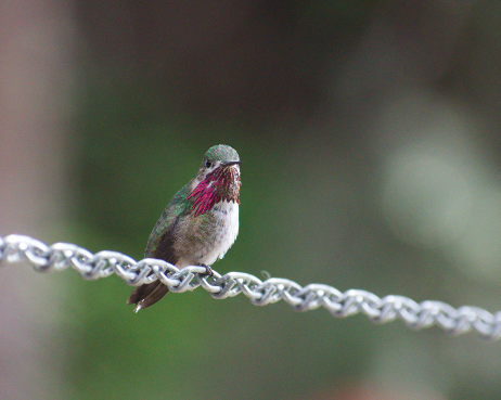 Calliope Hummingbird - Angela Hansen