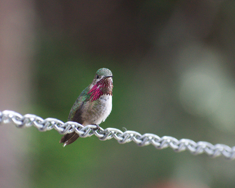 Colibrí Calíope - ML619649778