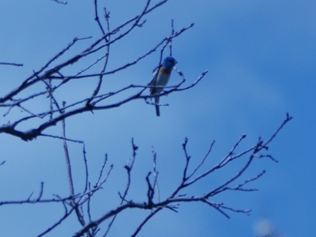 Lazuli Bunting - ML619649780