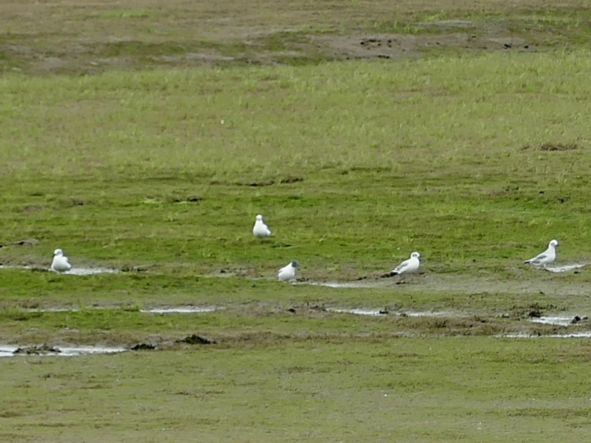 Bonaparte's Gull - Philip Dickinson