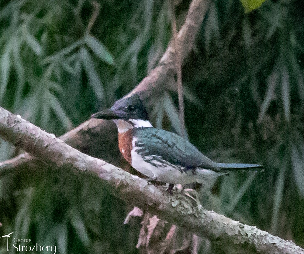 Amazon Kingfisher - ML619649790