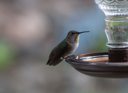 Rufous Hummingbird - Angela Hansen