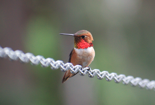 Rufous Hummingbird - Angela Hansen