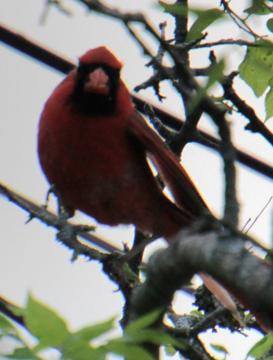 Northern Cardinal - Samuel Harris