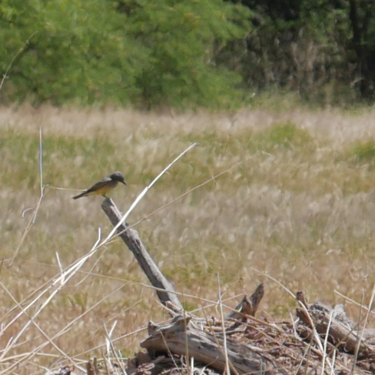 Thick-billed Kingbird - Jeff Pulford