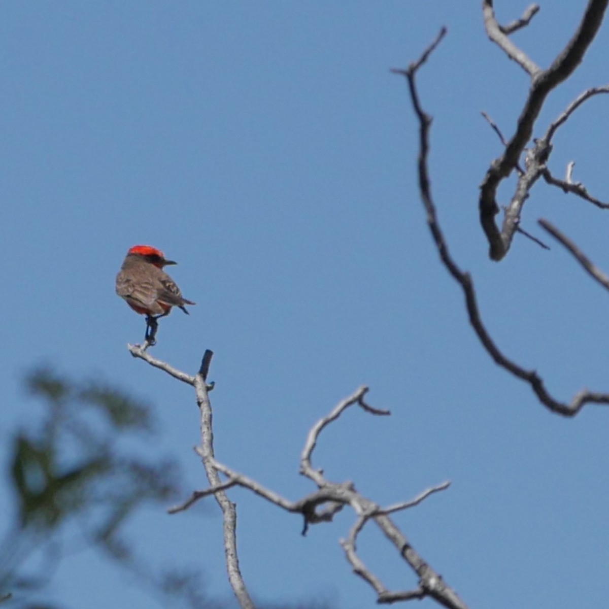 Vermilion Flycatcher - Jeff Pulford