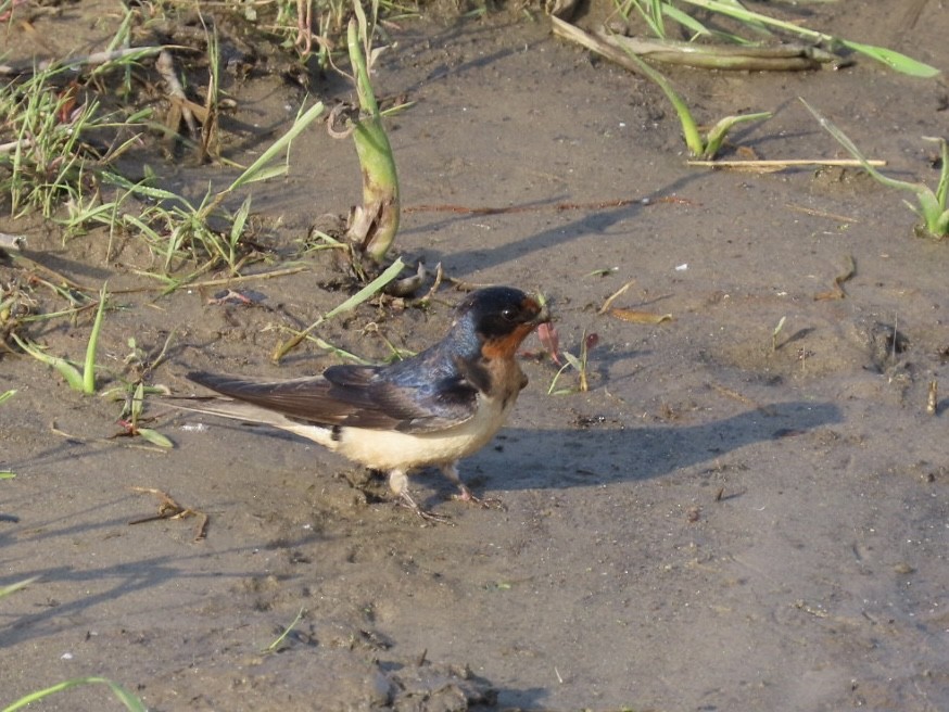 Barn Swallow - Kathy Broshous