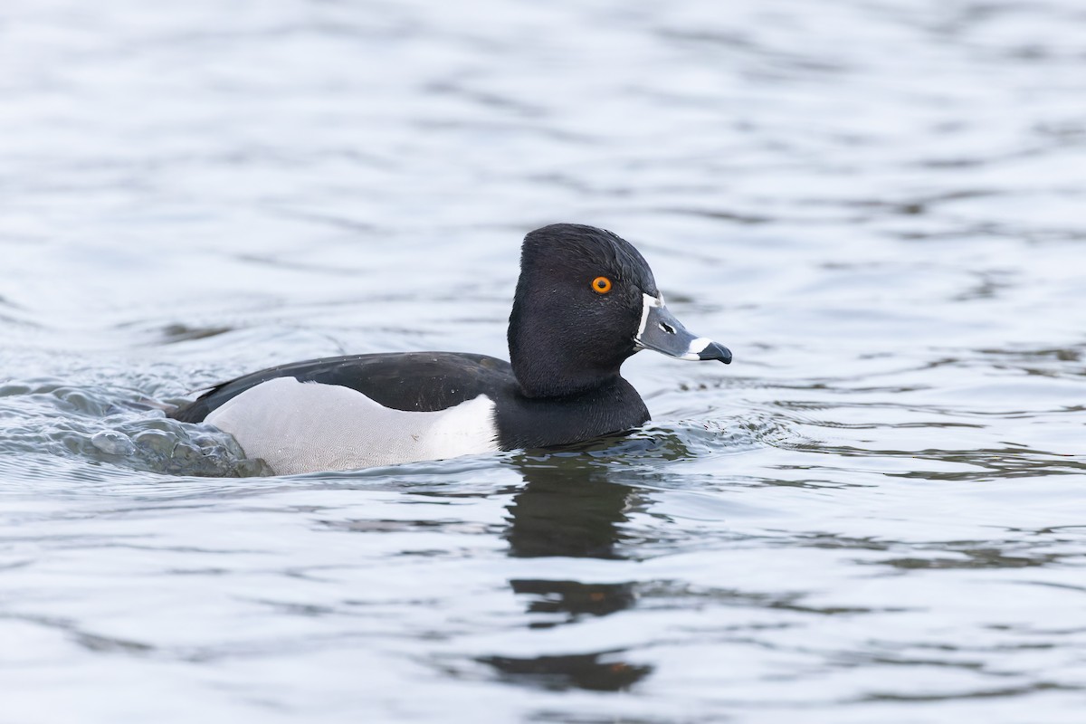 Ring-necked Duck - Alex Rinkert