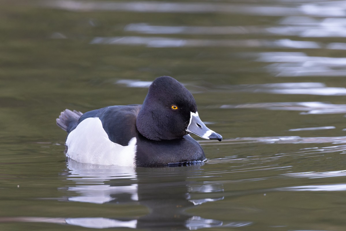 Ring-necked Duck - Alex Rinkert