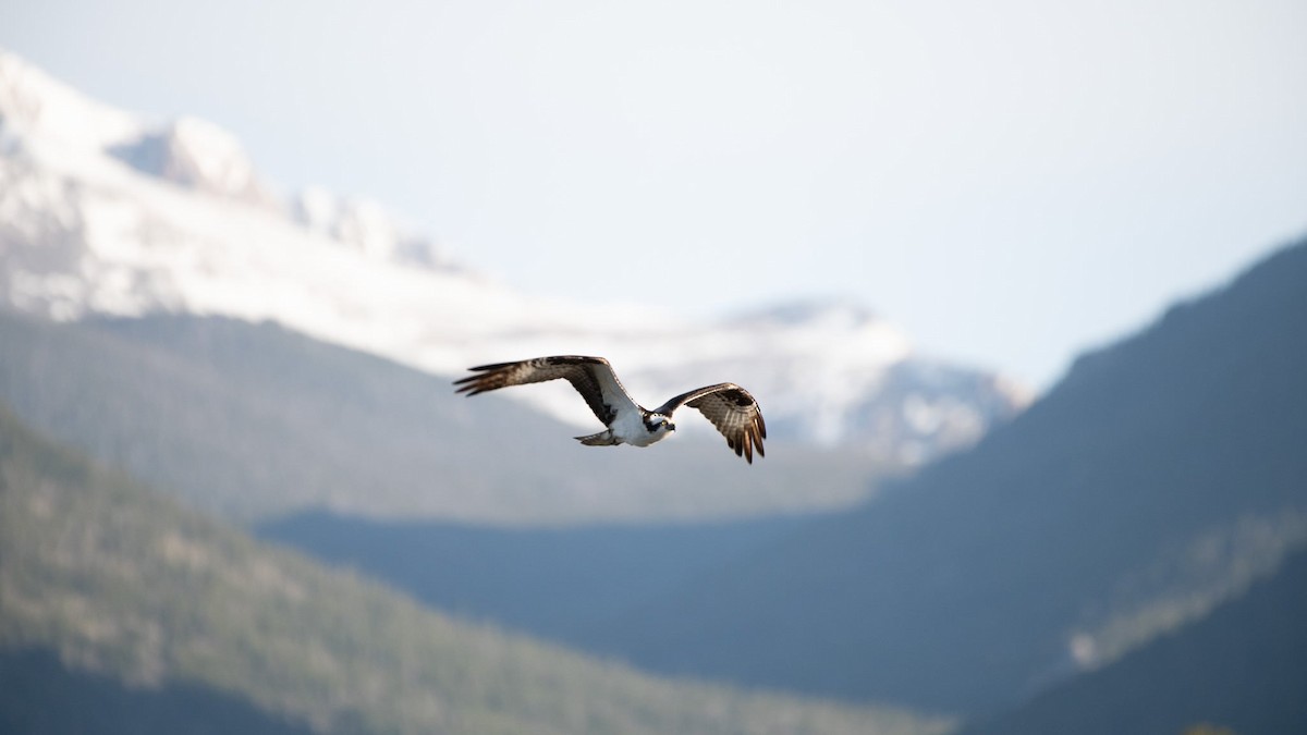 Osprey - Liz Klinger