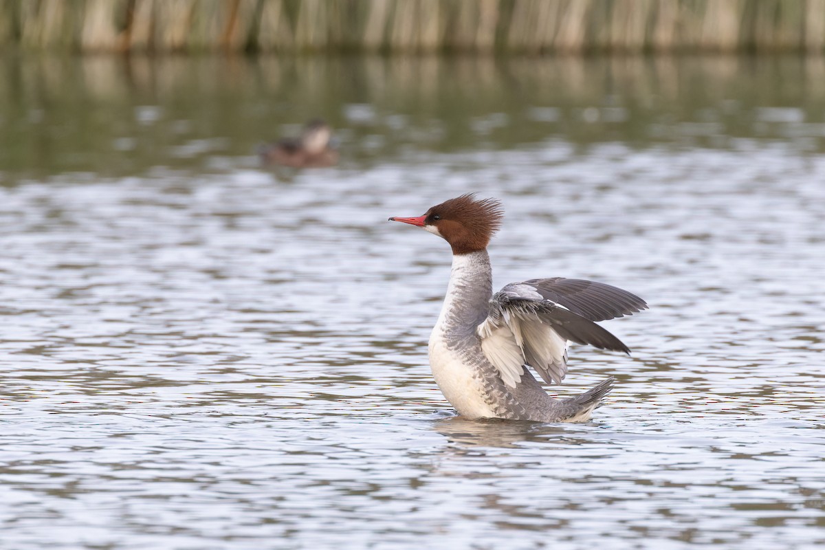 Common Merganser - Alex Rinkert