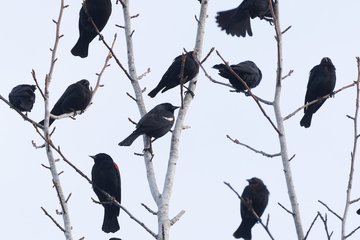Tricolored Blackbird - Alex Rinkert