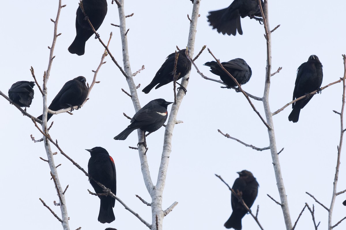 Tricolored Blackbird - ML619649835