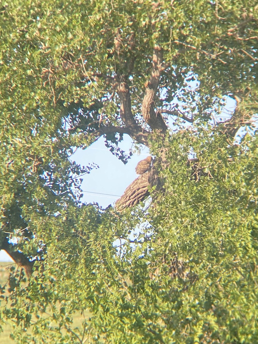 Great Horned Owl - Nova Montgomery