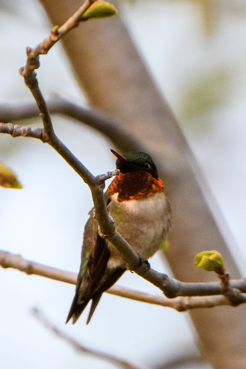 Ruby-throated Hummingbird - Naseem Reza