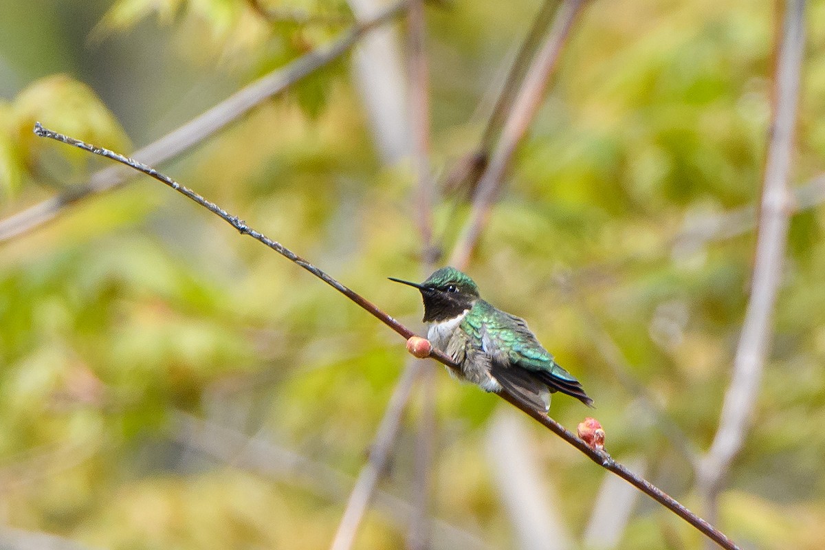 Ruby-throated Hummingbird - Naseem Reza
