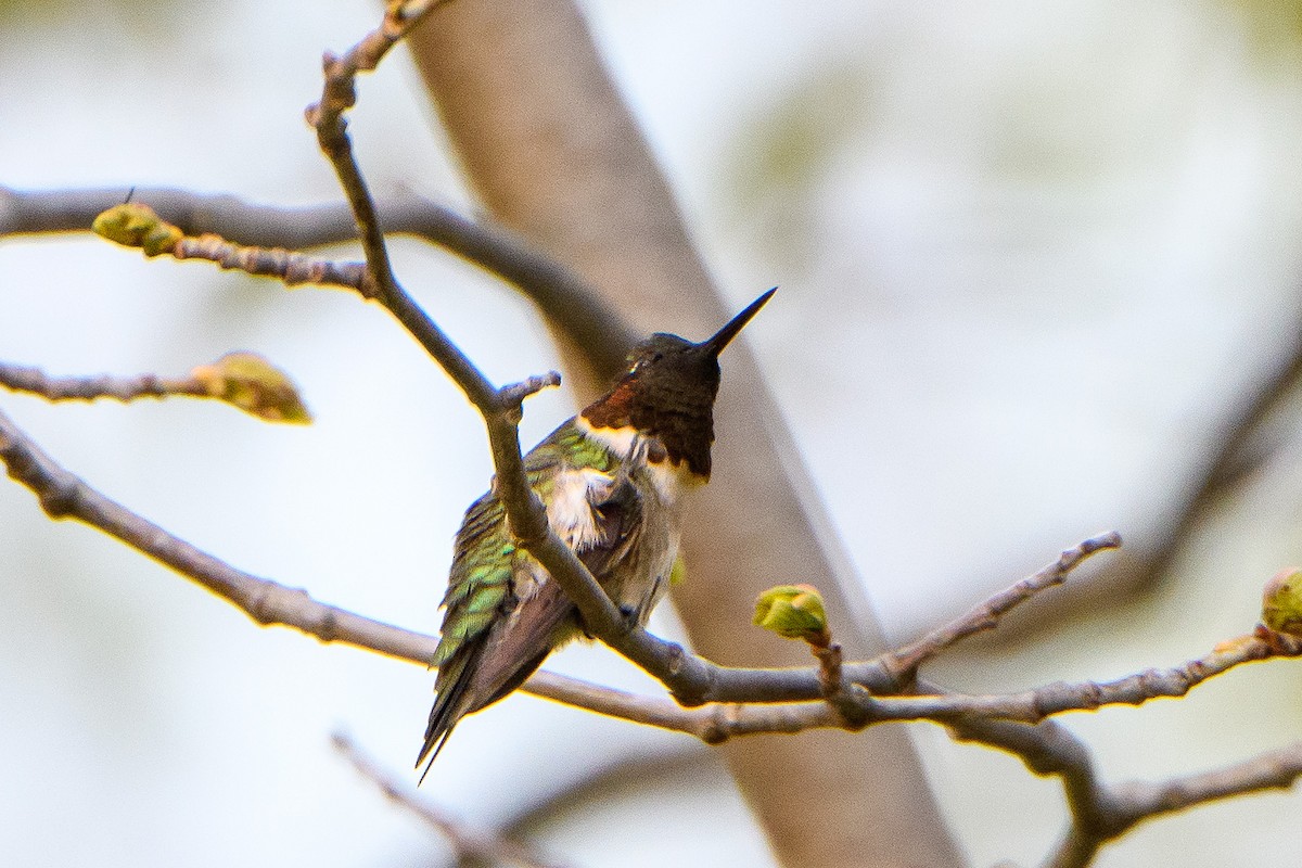 Ruby-throated Hummingbird - Naseem Reza